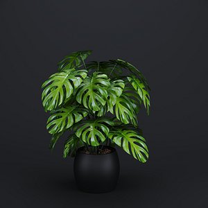 3D Monstera Plant  Flower in a Pot 3D Model