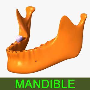 mandible lower dentistry 3ds free