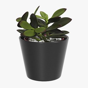 Jade Plant 3D model