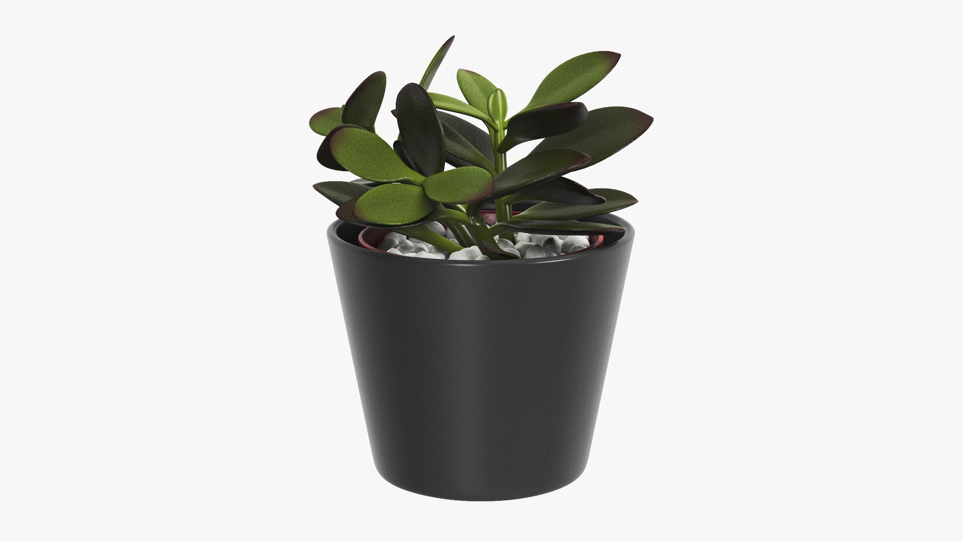 Jade Plant 3D model preview