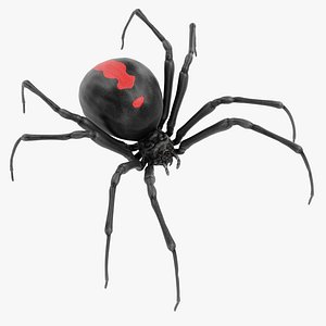 Black Widow Spider