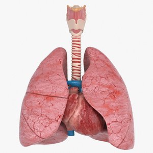3D Larynx Trachea Lungs Heart