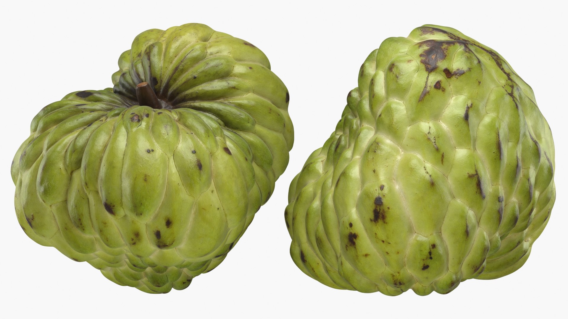 Whole Fruit Collection 3 3D model https://p.turbosquid.com/ts-thumb/Jk/pKqrRV/pa/cherimoya_a0002/jpg/1661963422/1920x1080/fit_q87/2a1d204ebeb45c3cf535d155149ccdb42fbef49f/cherimoya_a0002.jpg