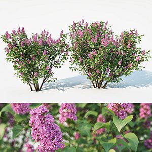 lilac model