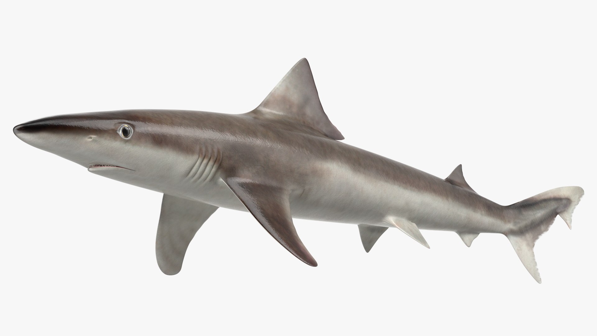 Realistic School Shark 3D model preview