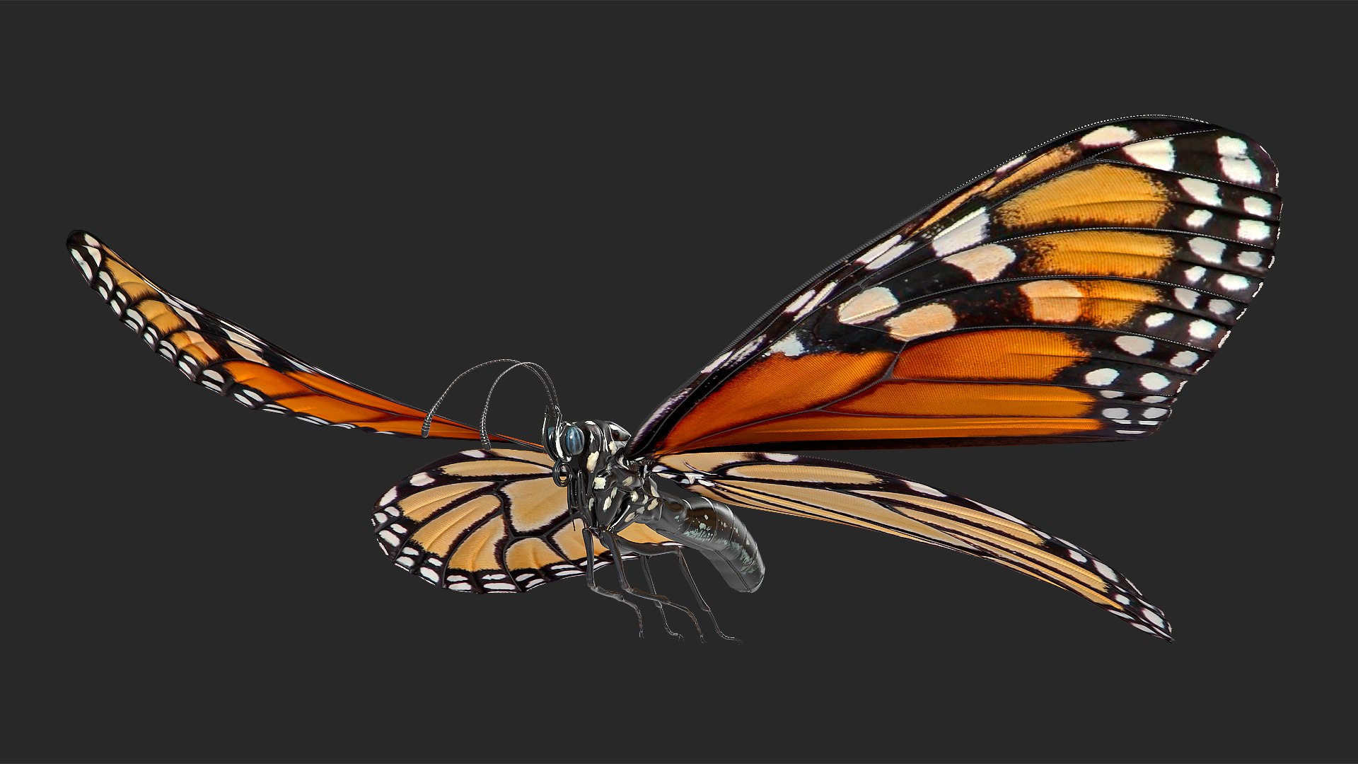 Animated Flying Monarch Butterfly Rigged 3D model preview