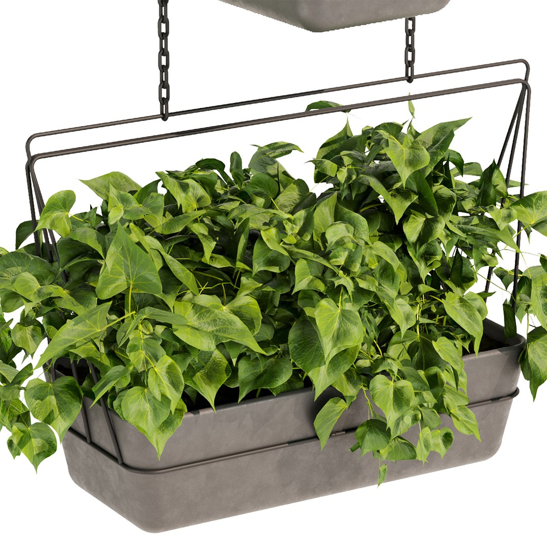 3D Collection plant vol 368 - pothos - hanging - ampelous https://p.turbosquid.com/ts-thumb/Jk/w3IYnp/TZ/untitled2_0003_4.jpg/jpg/1659301382/1920x1080/fit_q87/65fad86a3ff21004091ece1dc0d2cf9e6affc2ab/untitled2_0003_4.jpg.jpg