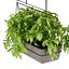Collection plant vol 368 - pothos - hanging - ampelous