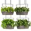 Collection plant vol 368 - pothos - hanging - ampelous