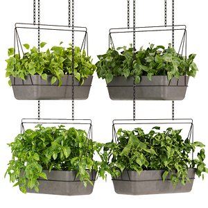 Collection plant vol 368 - pothos - hanging - ampelous