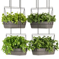 Collection plant vol 368 - pothos - hanging - ampelous