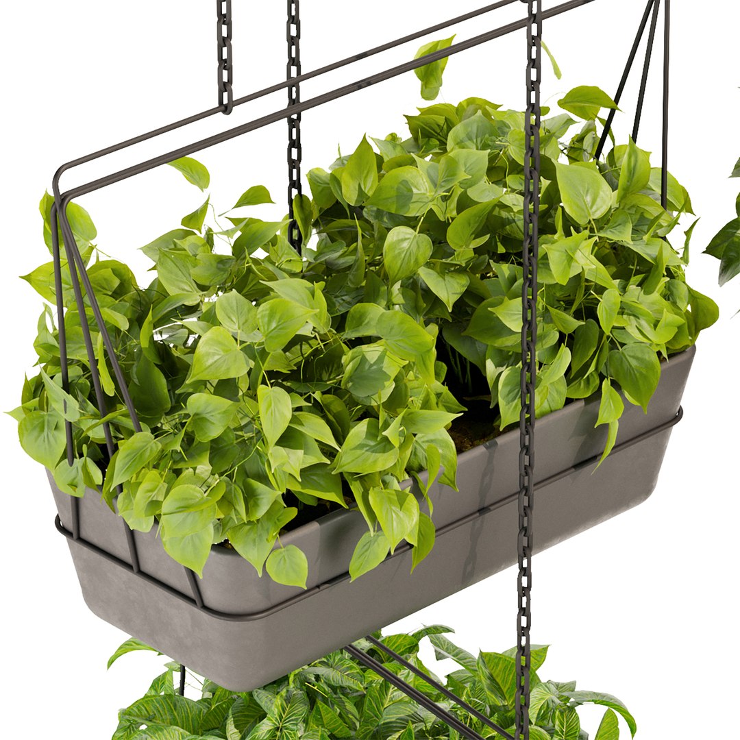 3D Collection plant vol 368 - pothos - hanging - ampelous https://p.turbosquid.com/ts-thumb/Jk/w3IYnp/nl/untitled2_0001_2.jpg/jpg/1659301372/1920x1080/fit_q87/e2cab248cca08399d0648fcbe8a9aceb5bfa765a/untitled2_0001_2.jpg.jpg