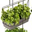 Collection plant vol 368 - pothos - hanging - ampelous