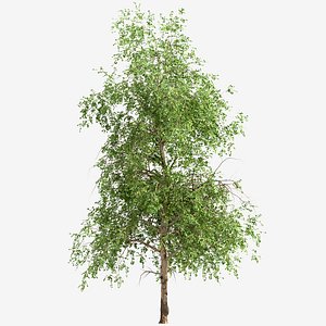 Set of American Sycamore or Platanus Occidentalis Trees - 2 Trees model