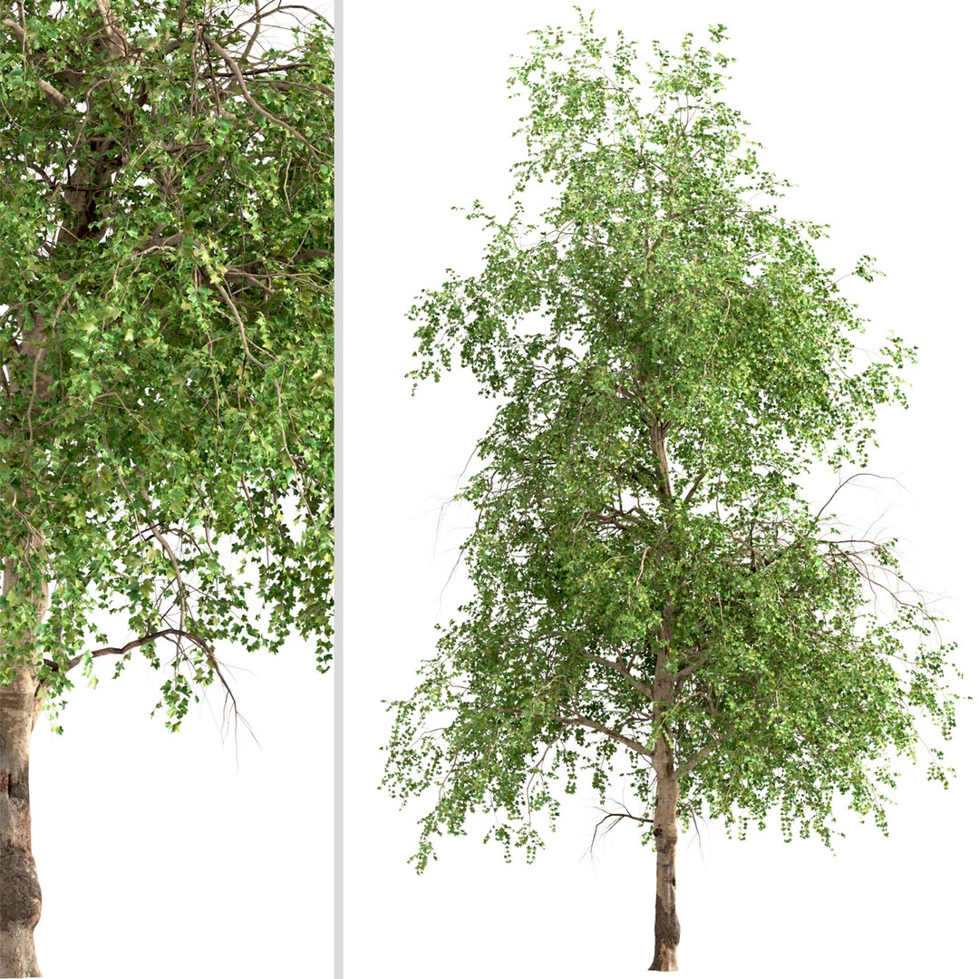 Set of American Sycamore or Platanus Occidentalis Trees - 2 Trees model ...