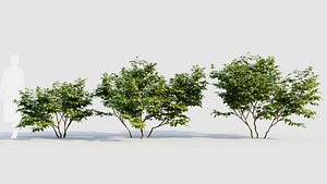 Vaccinium corymbosum a