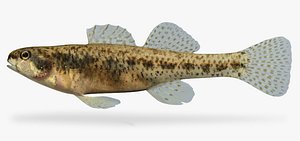 Etheostoma proeliare Cypress Darter Female