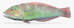 3d blackear wrasse