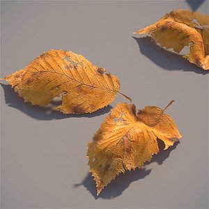 leaves autumn