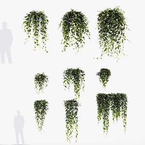 English ivy Hedera helix 01