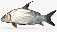 Quillback Carpsucker
