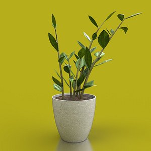 Indoor Plant 3D model