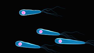 Clostridium tetani 3D model