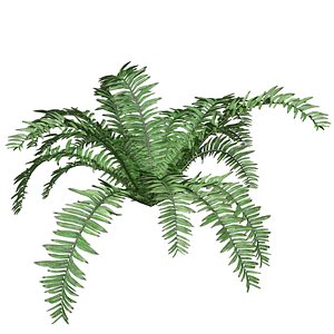 3D Boston Fern Plant - 07 -
