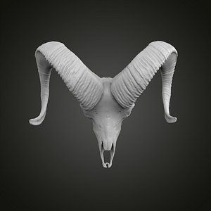 Sheep scull model