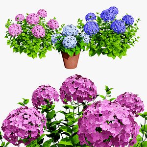 3D Bigleaf Hydrangea flowering shrub