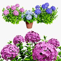 Bigleaf Hydrangea flowering shrub