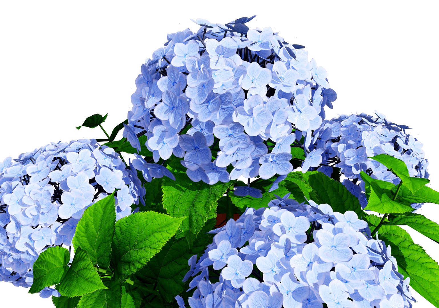 3D Bigleaf Hydrangea flowering shrub https://p.turbosquid.com/ts-thumb/Jl/cWCQ91/Z1/light_blue_flower04/jpg/1710586264/1920x1080/fit_q87/da36eab71d3a48a367adf1f561065d4733c5c291/light_blue_flower04.jpg