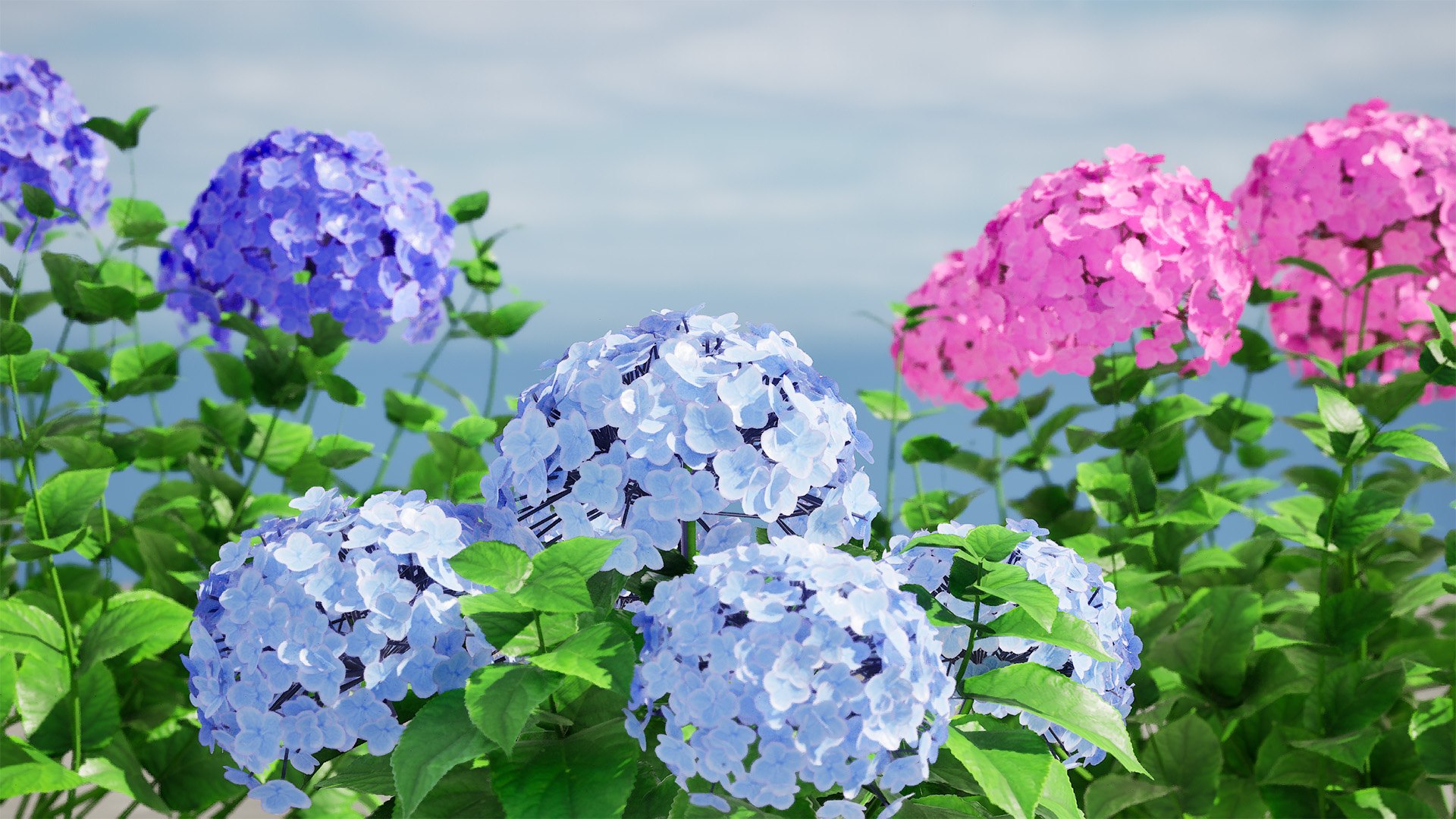 3D Bigleaf Hydrangea flowering shrub https://p.turbosquid.com/ts-thumb/Jl/cWCQ91/jd/highresscreenshot00003/jpg/1710586258/1920x1080/fit_q87/d5c44121b54f3a6cd536ad10e4a036351645ae08/highresscreenshot00003.jpg