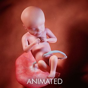 3D fetus week 28 model