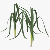 Fresh Allium Porrum Leeks
