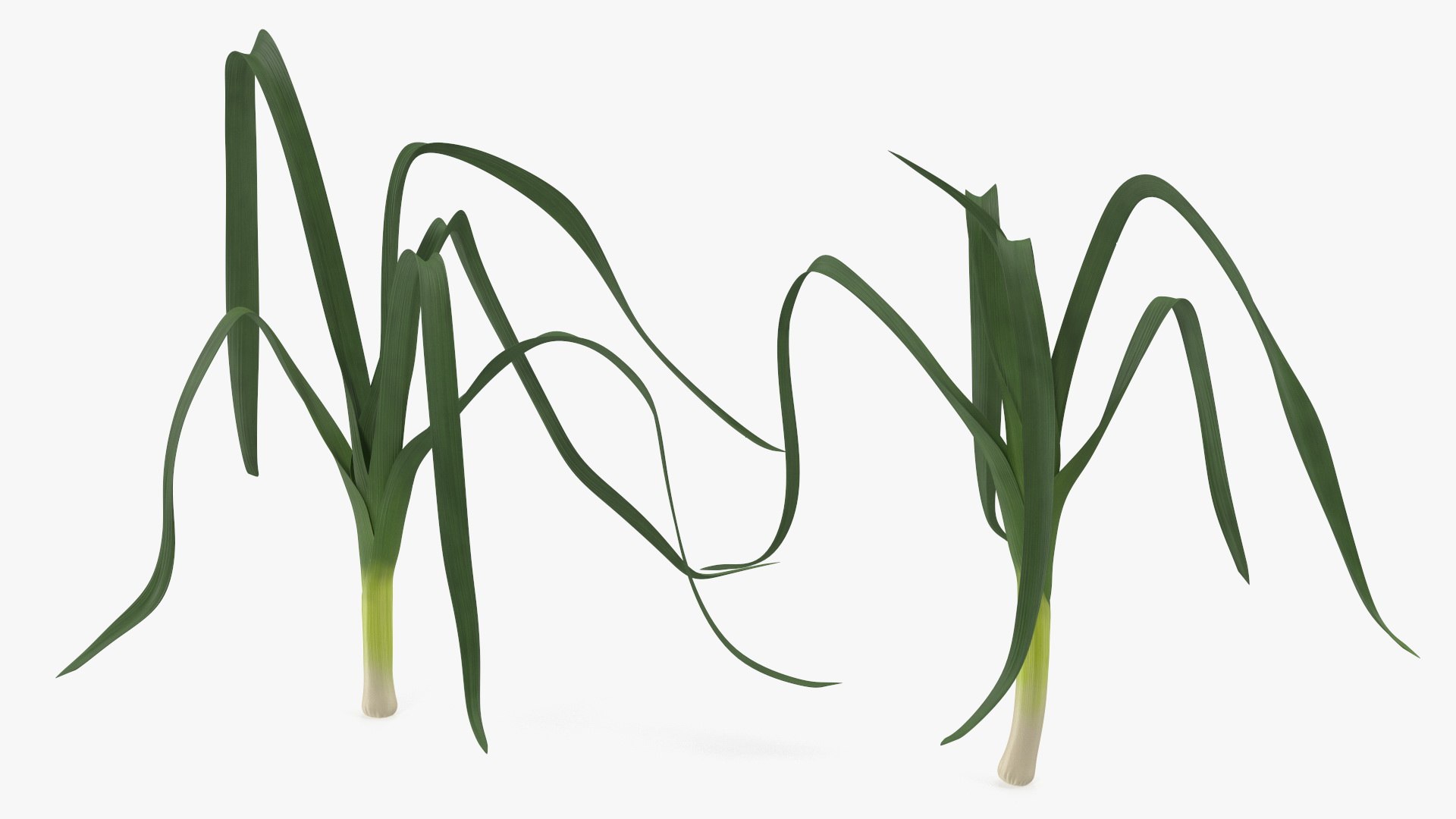 Salad Greens Collection 5 3D model https://p.turbosquid.com/ts-thumb/Jl/n385YA/Nh/freshalliumporrumleeksc4dmodel001/jpg/1628085825/1920x1080/fit_q87/1d154e88ee0fb519912c640beb9fdb2450bf9d45/freshalliumporrumleeksc4dmodel001.jpg