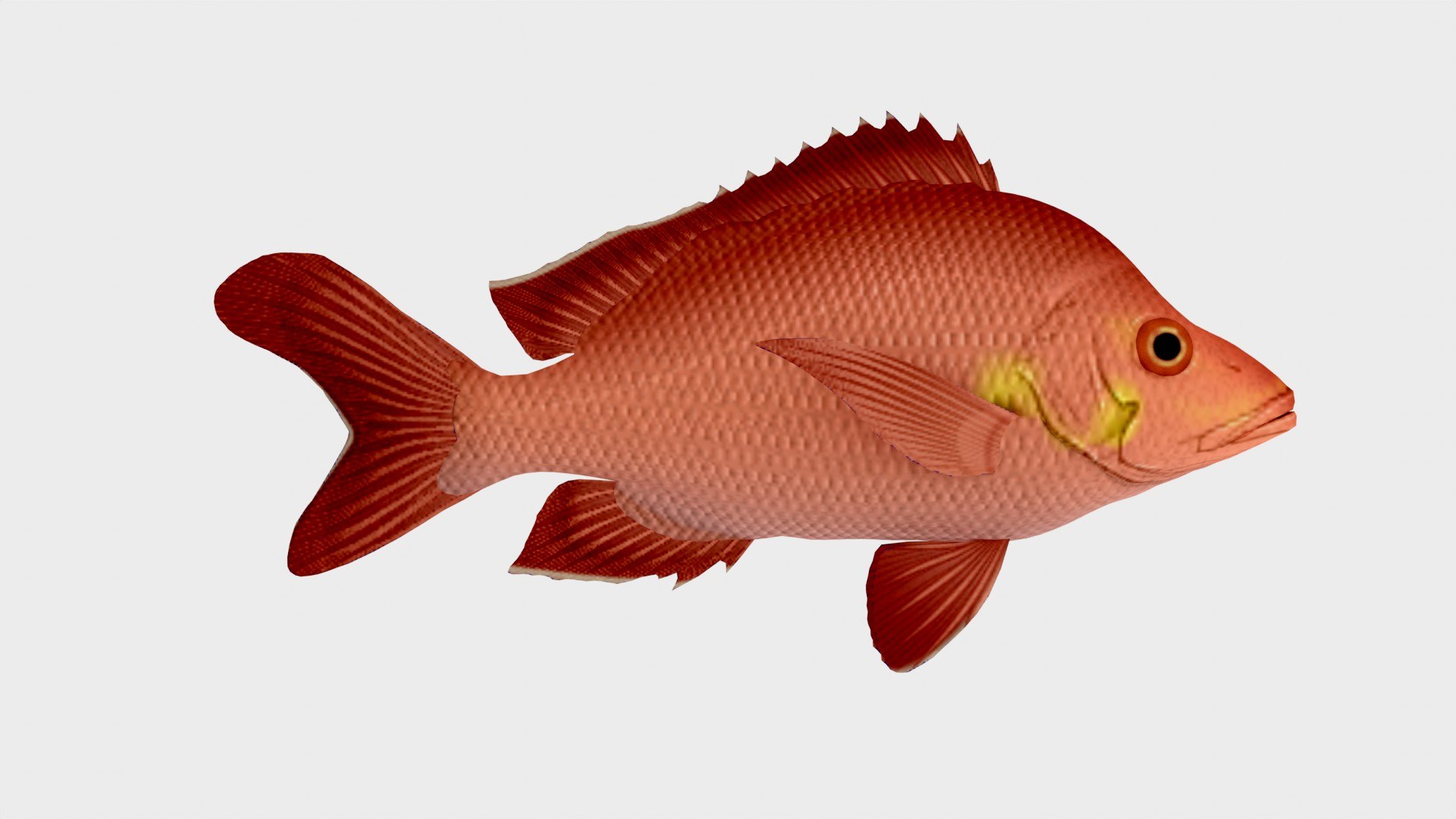 3D Hump Back Fish 3D Model Low Poly - TurboSquid 2242582