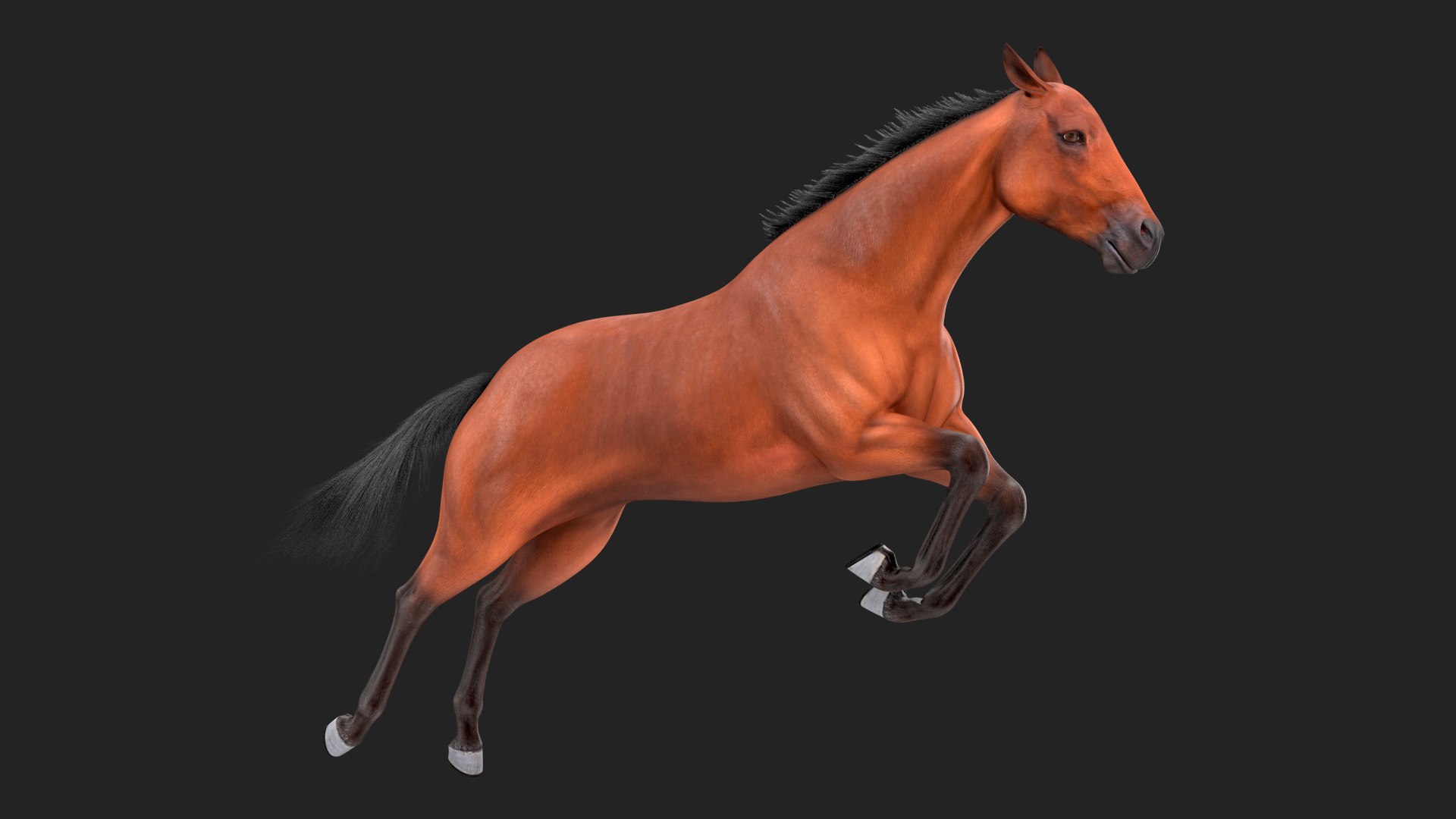 Jumping Bay Horse Fur 3D model preview