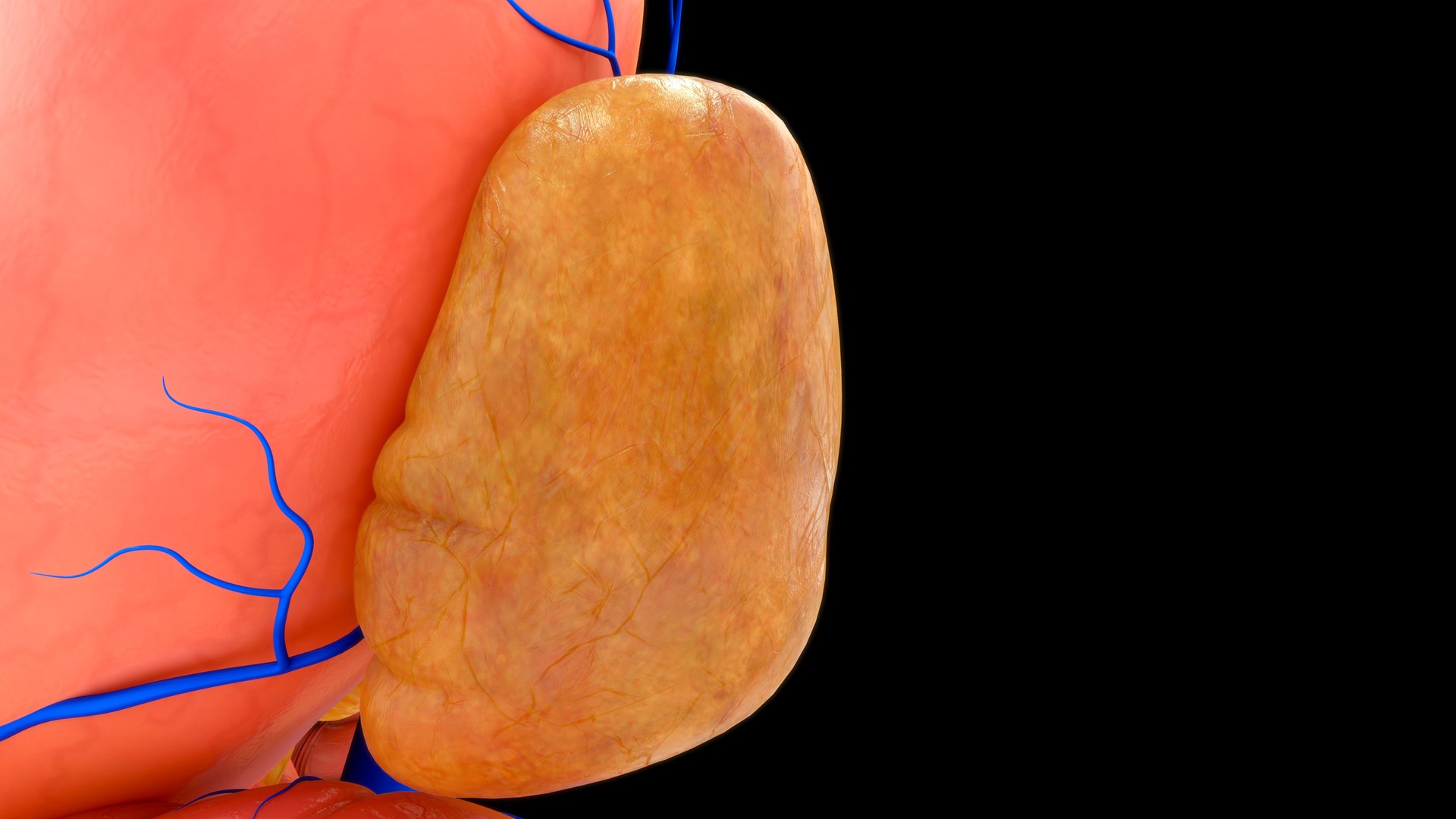3D Hepatic Portal System Biology Diagrams