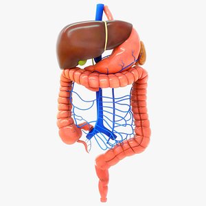 3D Hepatic portal system