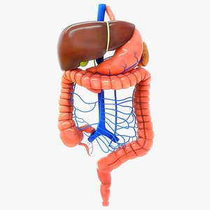 Hepatic portal system