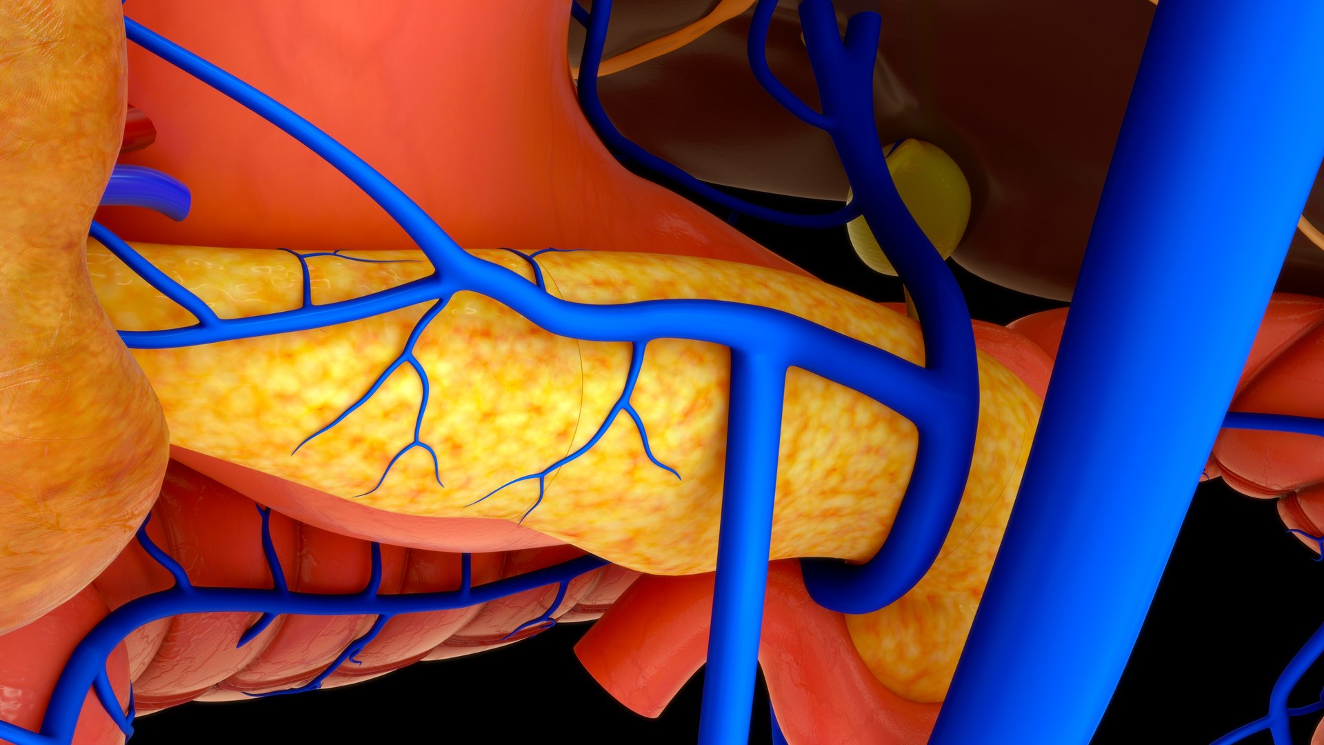 3D Hepatic Portal System Biology Diagrams