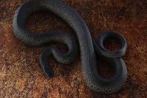 3d model black snake