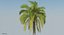 3D rigged coconut palm trees model