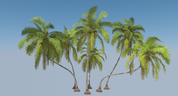 3D rigged coconut palm trees model - TurboSquid 1222462