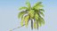3D rigged coconut palm trees model