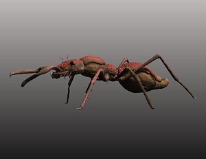 formica nova