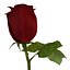 rose 2 3d model
