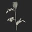 rose 2 3d model