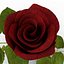 rose 2 3d model